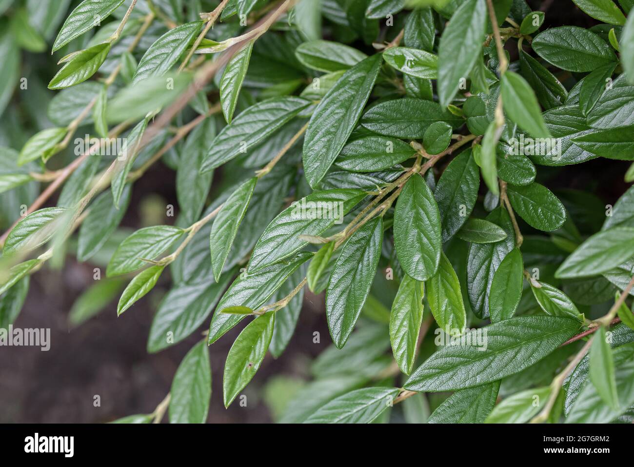 Willowleaf Cotoneaster (Cotoneaster salicifolius 'Parkteppich', Cotoneaster salicifolius Parkteppich), branches of cultivar Parkteppich, Germany Stock Photo