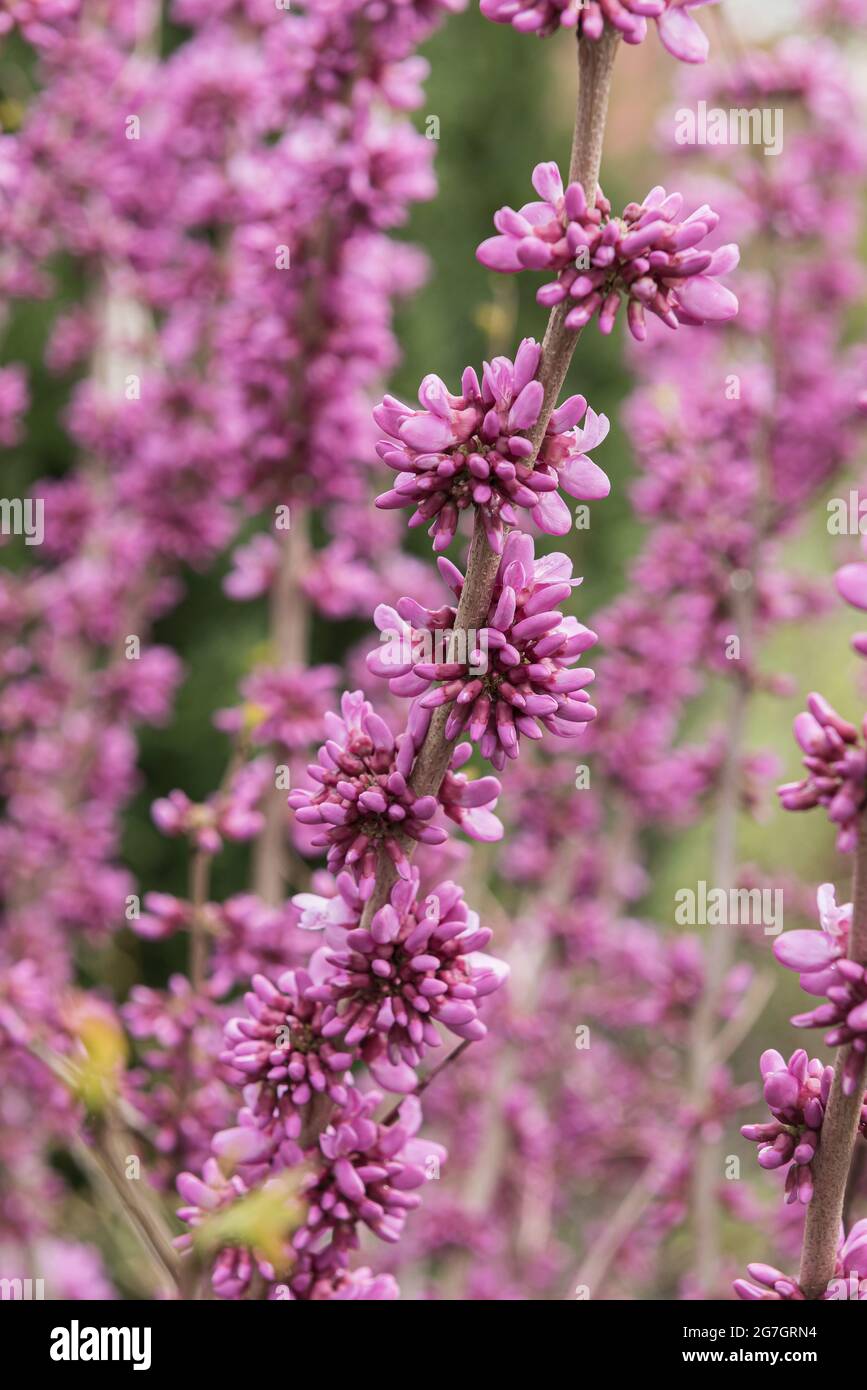 Chinese Redbud (Cercis chinensis 'Avondale', Cercis chinensis Avondale), blooming, cultivar Avondale, Germany Stock Photo