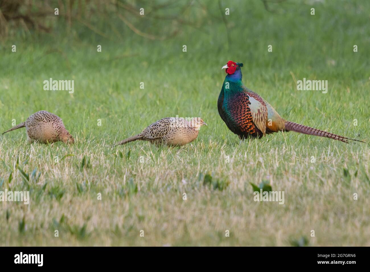 Common pheasant, Caucasus Pheasant, Caucasian Pheasant (Phasianus colchicus), male and two females, Switzerland, Sankt Gallen Stock Photo