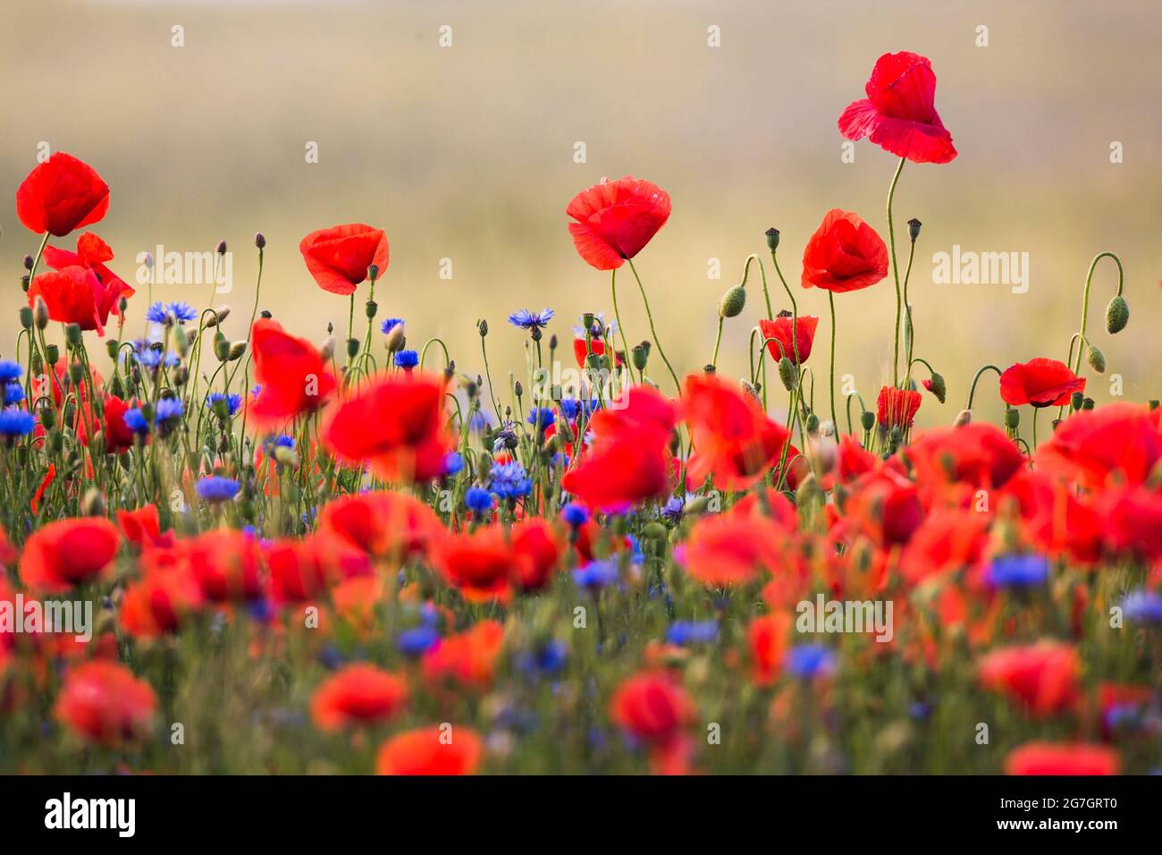 Common poppy, Corn poppy, Red poppy (Papaver rhoeas), poppies and corn flowers in a grain field, Germany, Usedom Stock Photo