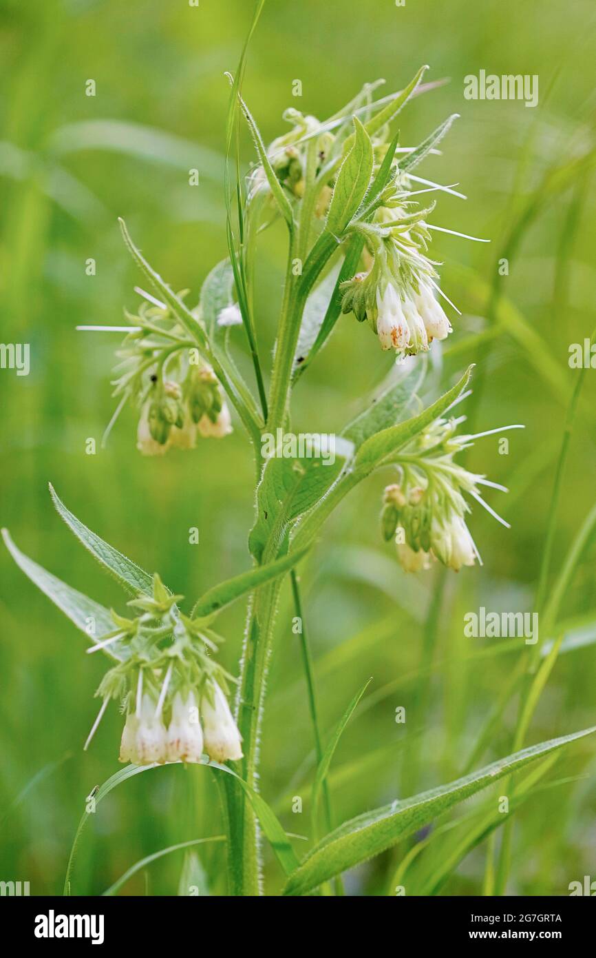 common comfrey (Symphytum officinale), blooming, Germany, North Rhine-Westphalia Stock Photo