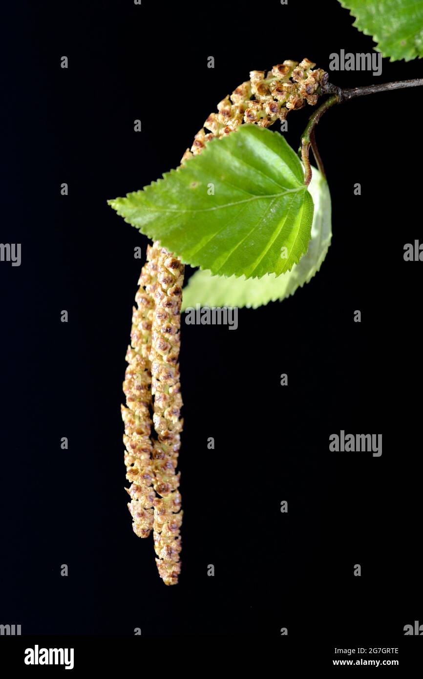 common birch, silver birch, European white birch, white birch (Betula