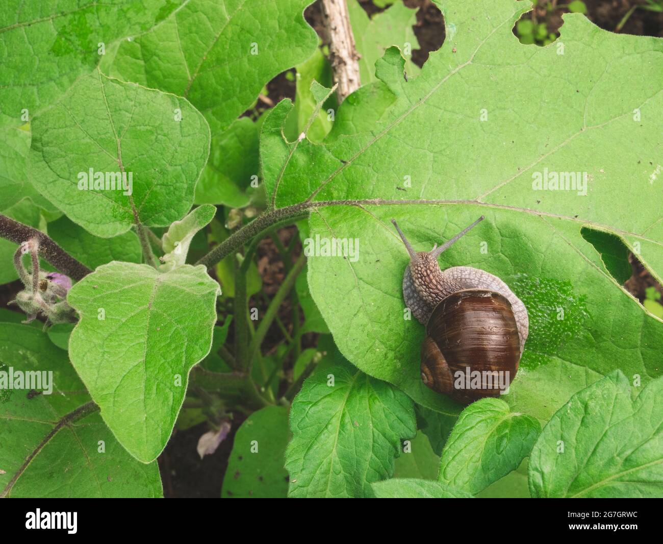 Snail is on a leaf of garden eggplant. Pests of seedlings and herbaceous plants. Snail in the garden Stock Photo