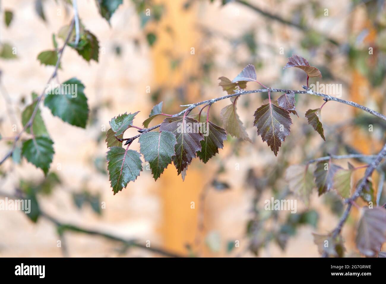 Purple birch (Betula pendula 'Purpurea'. Betula pendula Purpurea), leaves of cultivar Purpurea Stock Photo