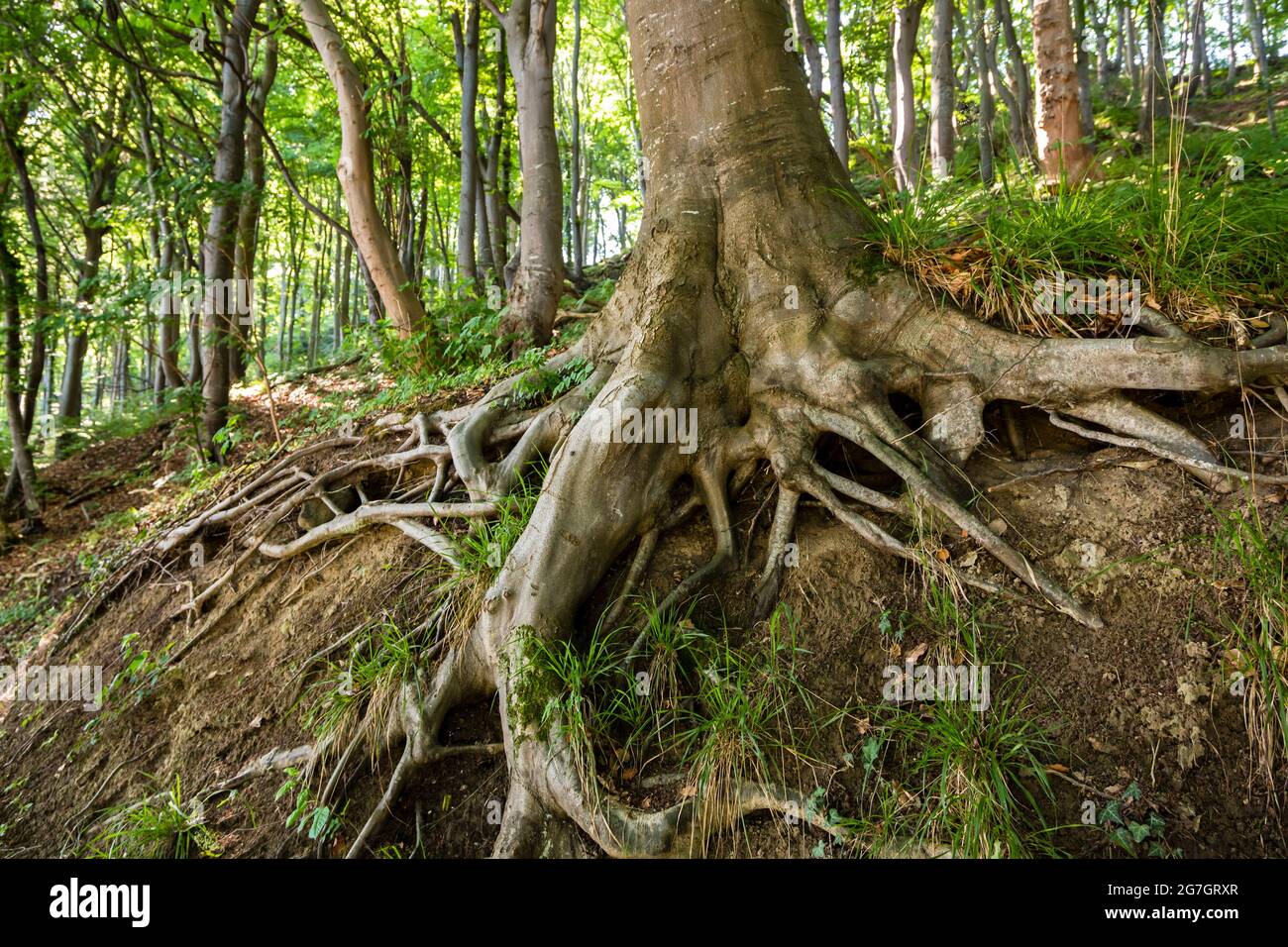 Western roots hi-res stock photography and images - Alamy