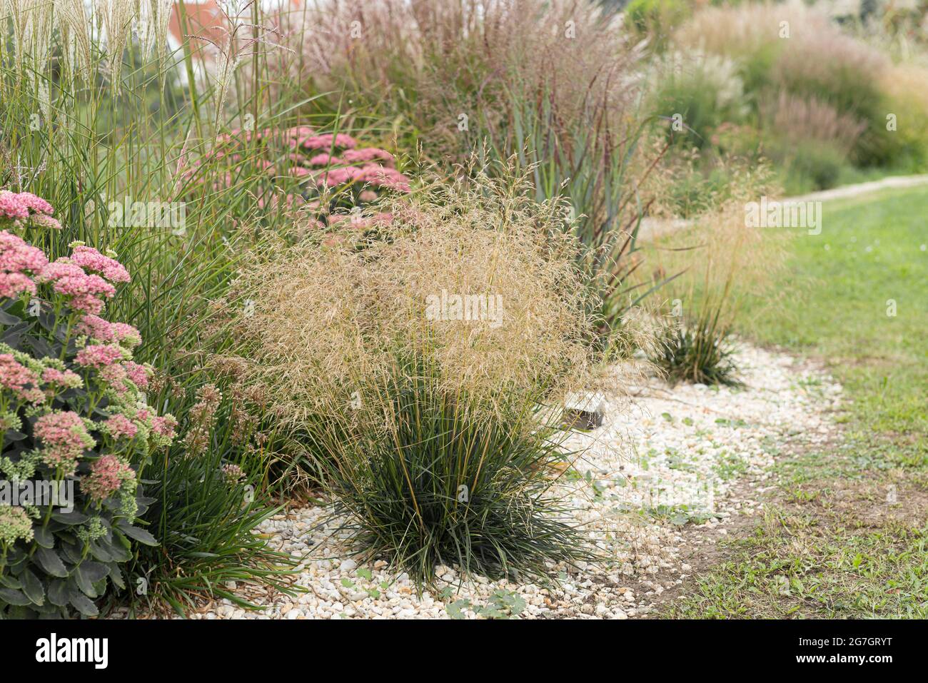 tufted hair-grass (Deschampsia cespitosa 'Palava', Deschampsia cespitosa Palava), blooming, Palava Stock Photo