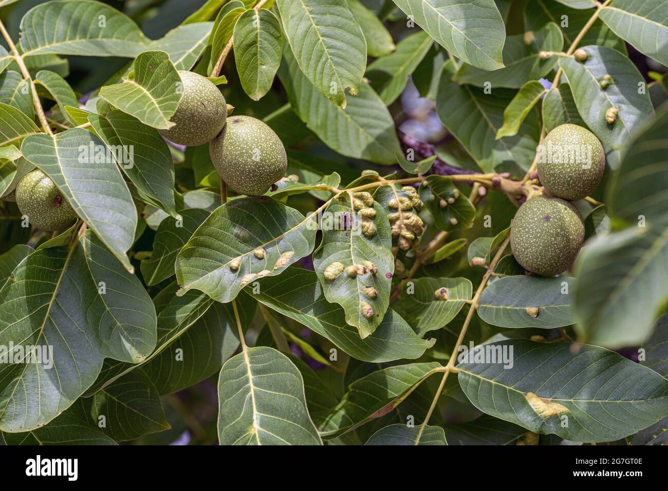Walnut Leaf Gall Mite (Eriophyes erineus, Aceria erinea, Aceria erineus), galls on leafs of walnut, Germany Stock Photo