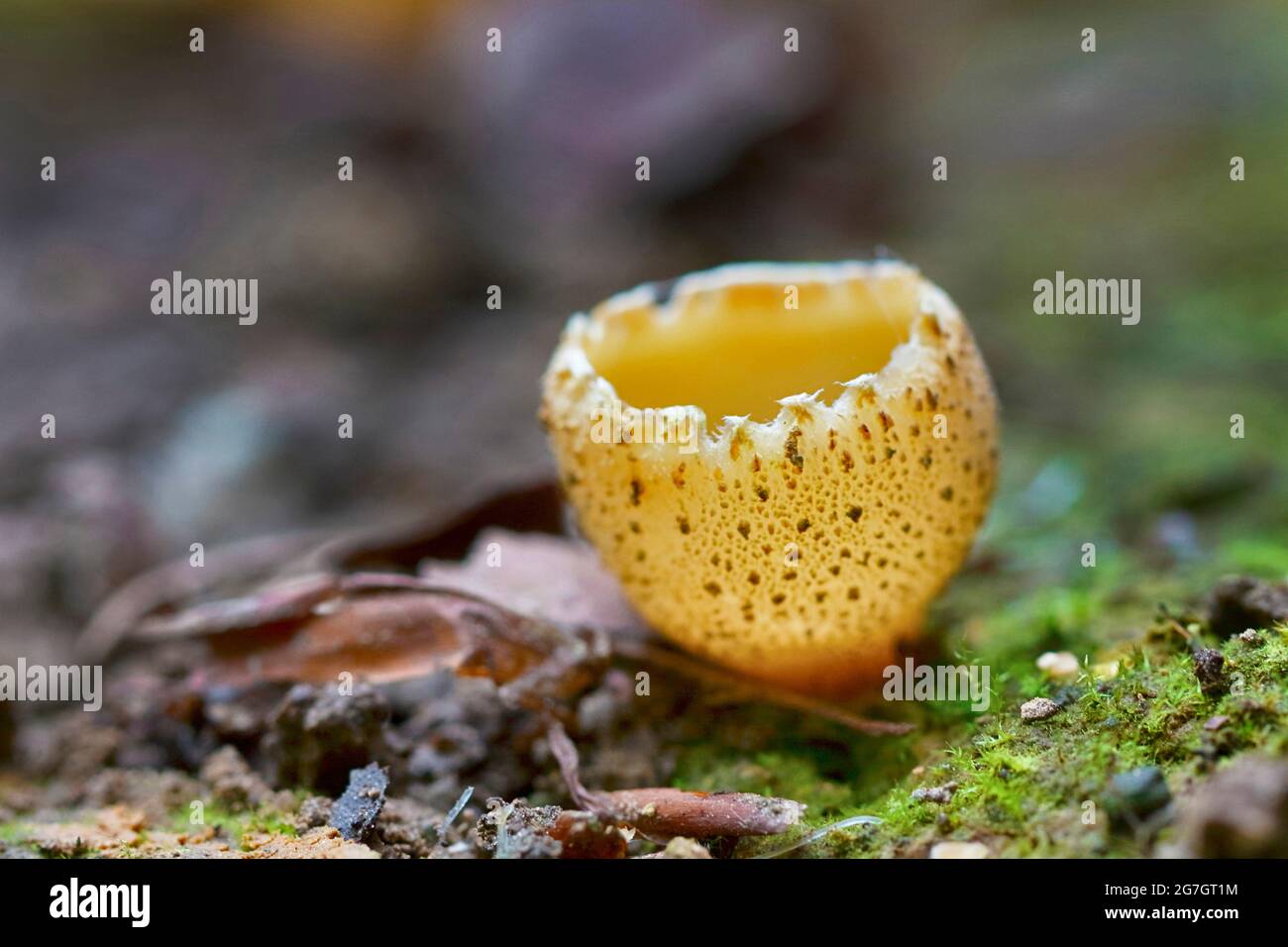 blistered cup (Peziza vesiculosa), fruiting bodies on forest floor, Germany, North Rhine-Westphalia Stock Photo