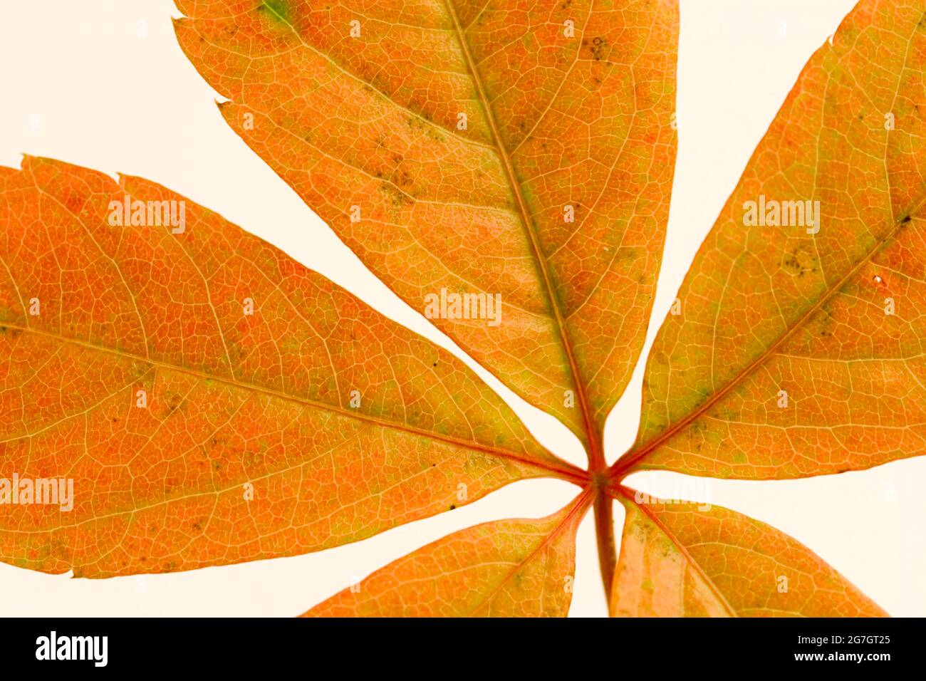false Virginia-creeper (Parthenocissus inserta, Parthenocissus quinquefolia agg.), autumnal leaf, cutout Stock Photo