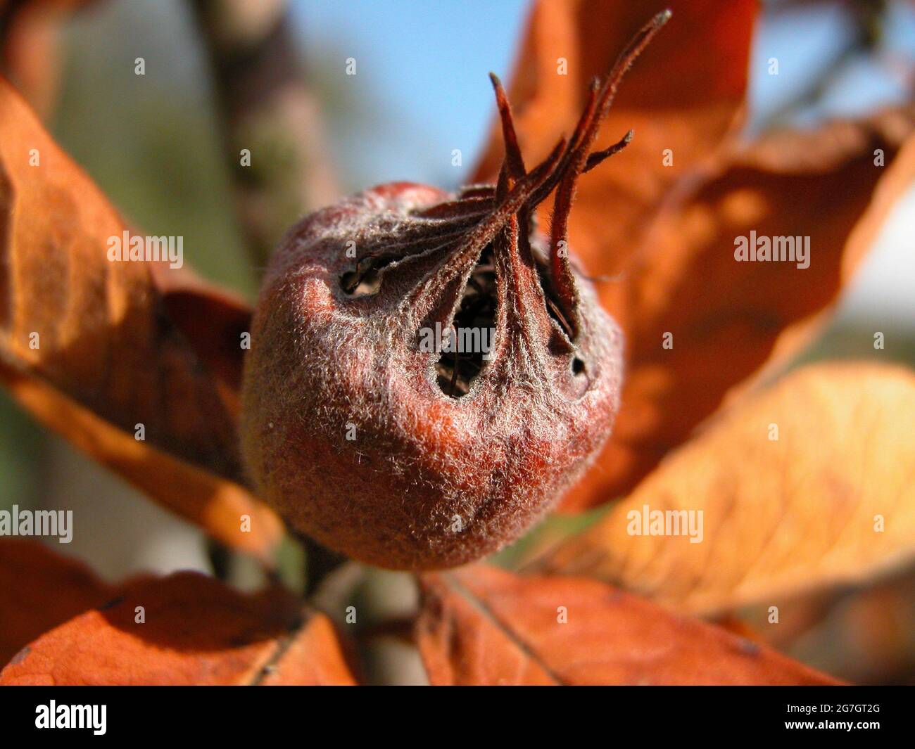 medlar (Mespilus germanica), fruit on a branch, Austria Stock Photo