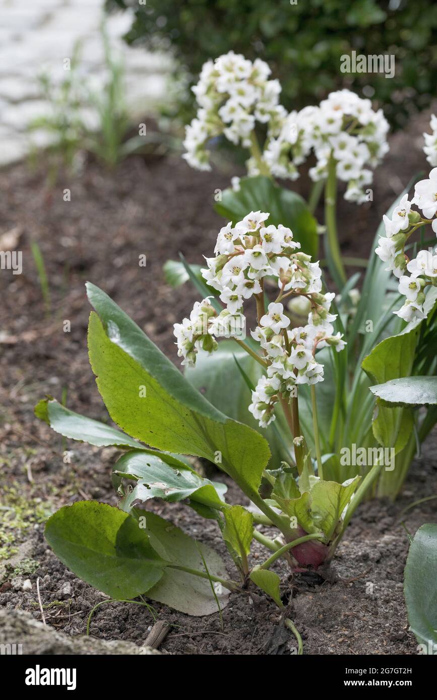 Haert Leaf Bergenia (Bergenia 'Silberlicht', Bergenia Silberlicht), blooming, cultivar Silberlicht Stock Photo