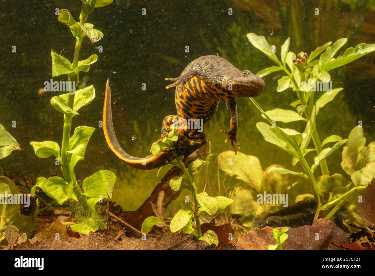 warty newt, crested newt, European crested newt (Triturus cristatus), female sticks an egg on a Lysimachia leaf, Germany Stock Photo