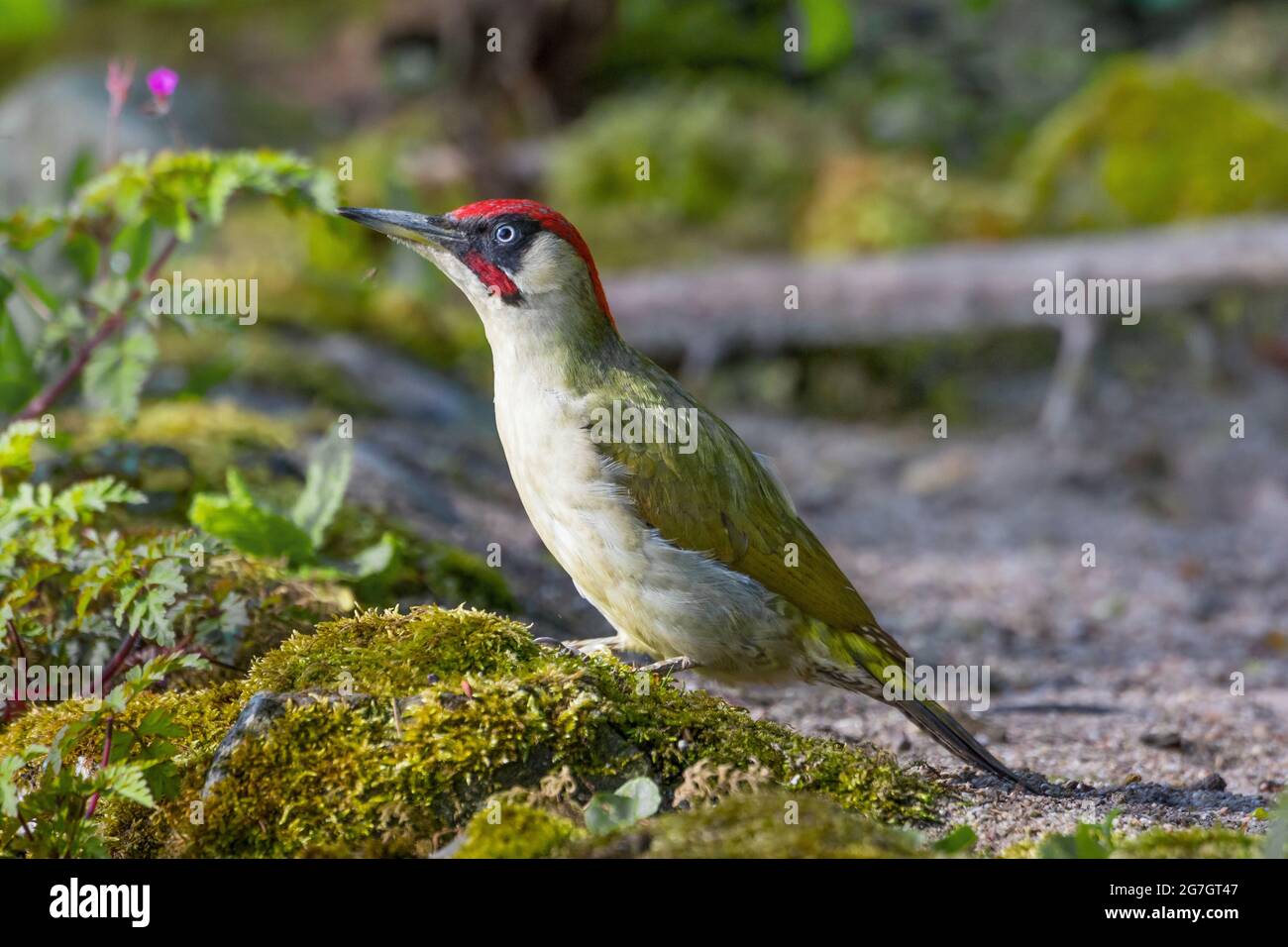 green woodpecker (Picus viridis), male perched on a mossy stone, Switzerland, Sankt Gallen Stock Photo