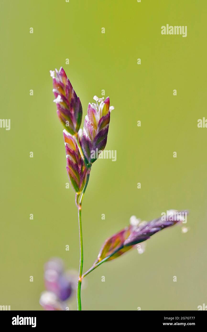 june grass, kentucky blue grass, smooth meadow-grass, spear grass (Poa pratensis), blooming, Germany, North Rhine-Westphalia Stock Photo