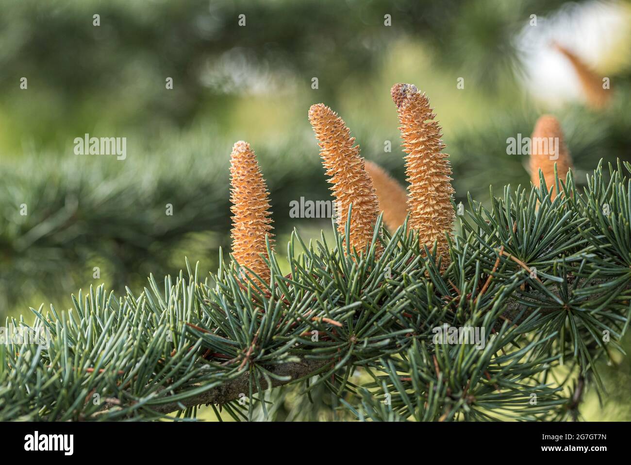 Deodar cedar, Indian cedar (Cedrus deodara 'Eisregen', Cedrus deodara Eisregen), male flowers of cultivar Eisregen, Germany Stock Photo
