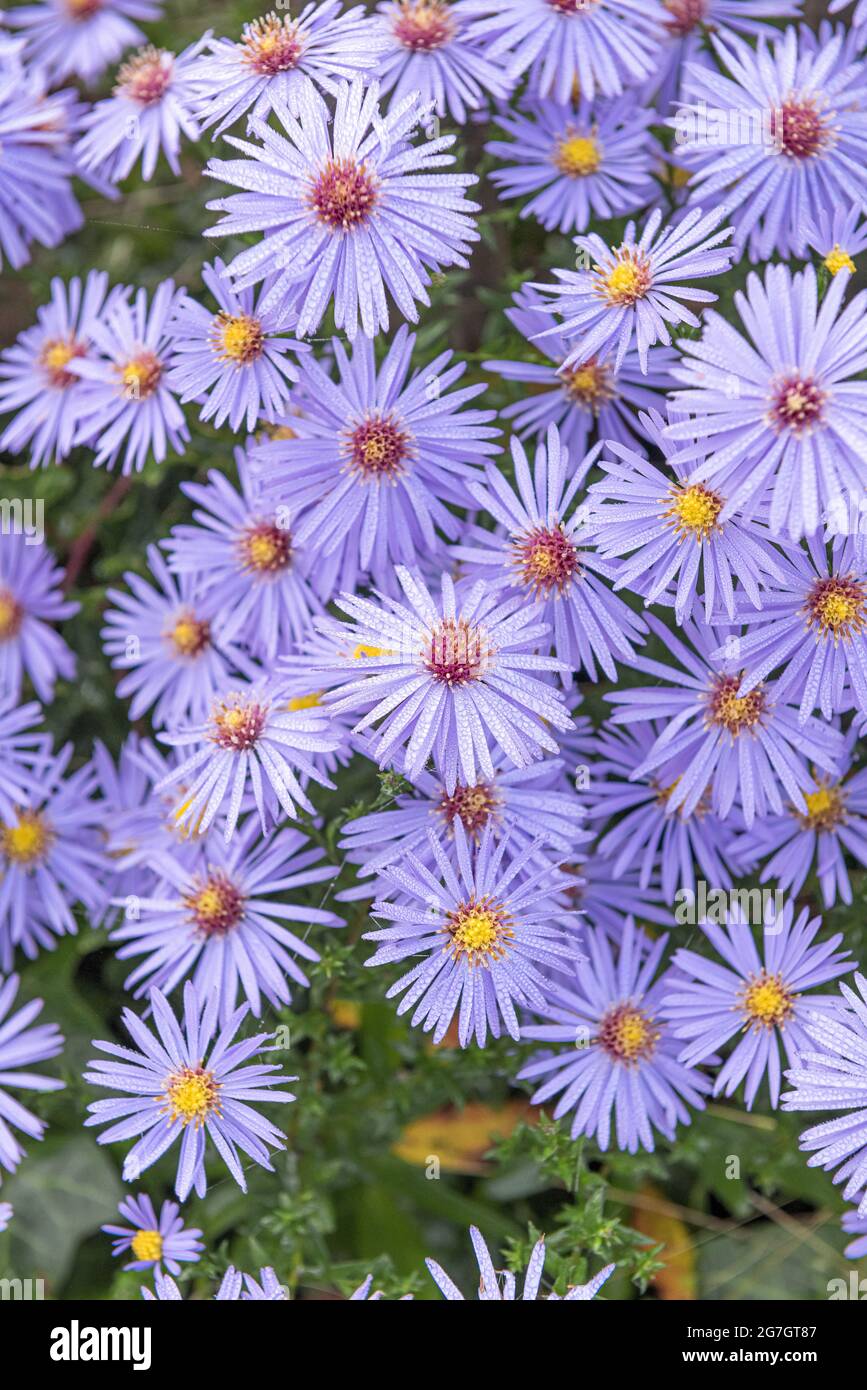 Chinese aster, China Aster (Aster x frikartii 'Wunder von Staefa', Aster x frikartii Wunder von Staefa), blooming cultivar Wunder von Staefa Stock Photo