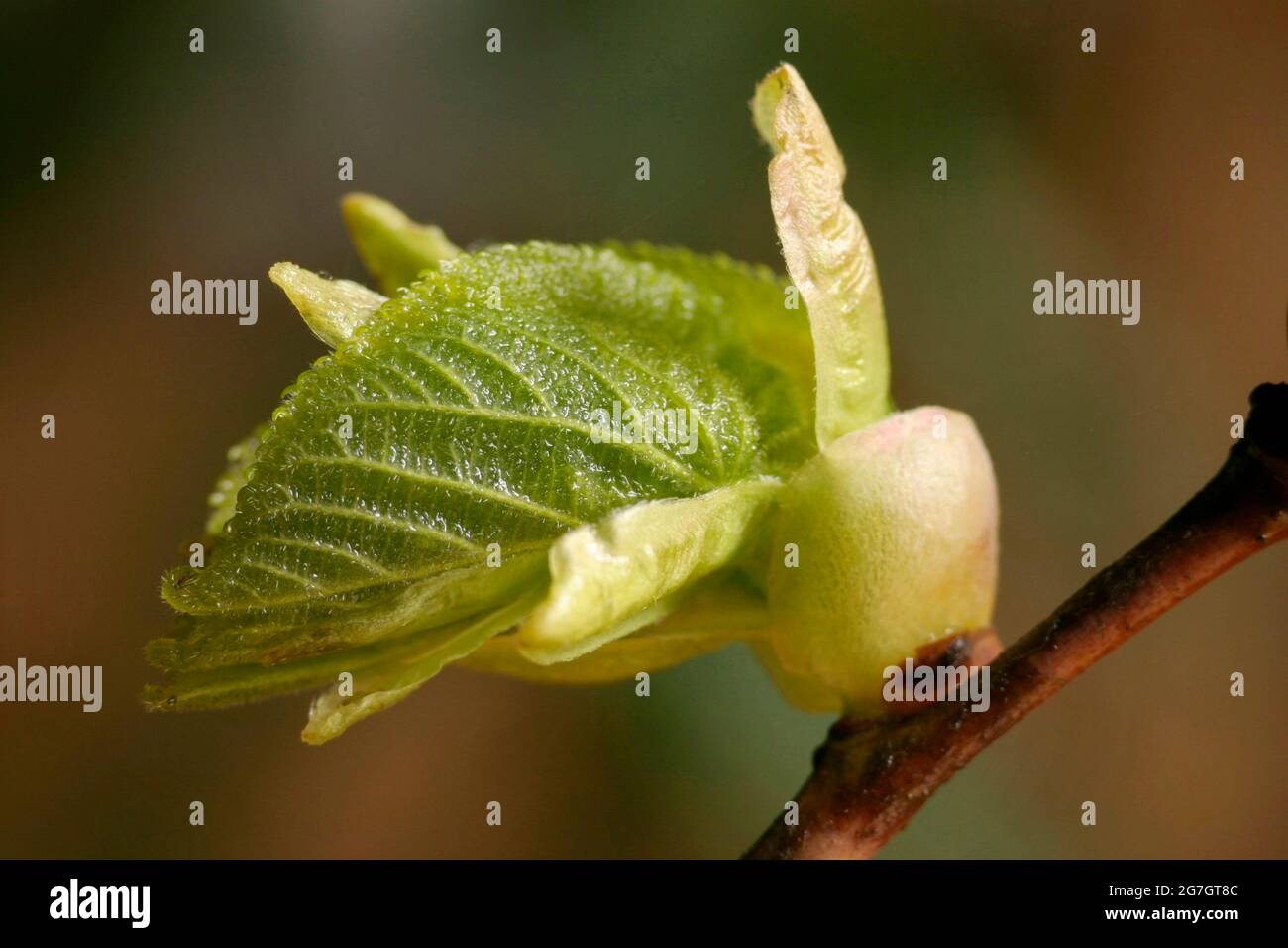 basswood, linden, lime tree (Tilia spec.), branch with shooting leaf, Austria Stock Photo