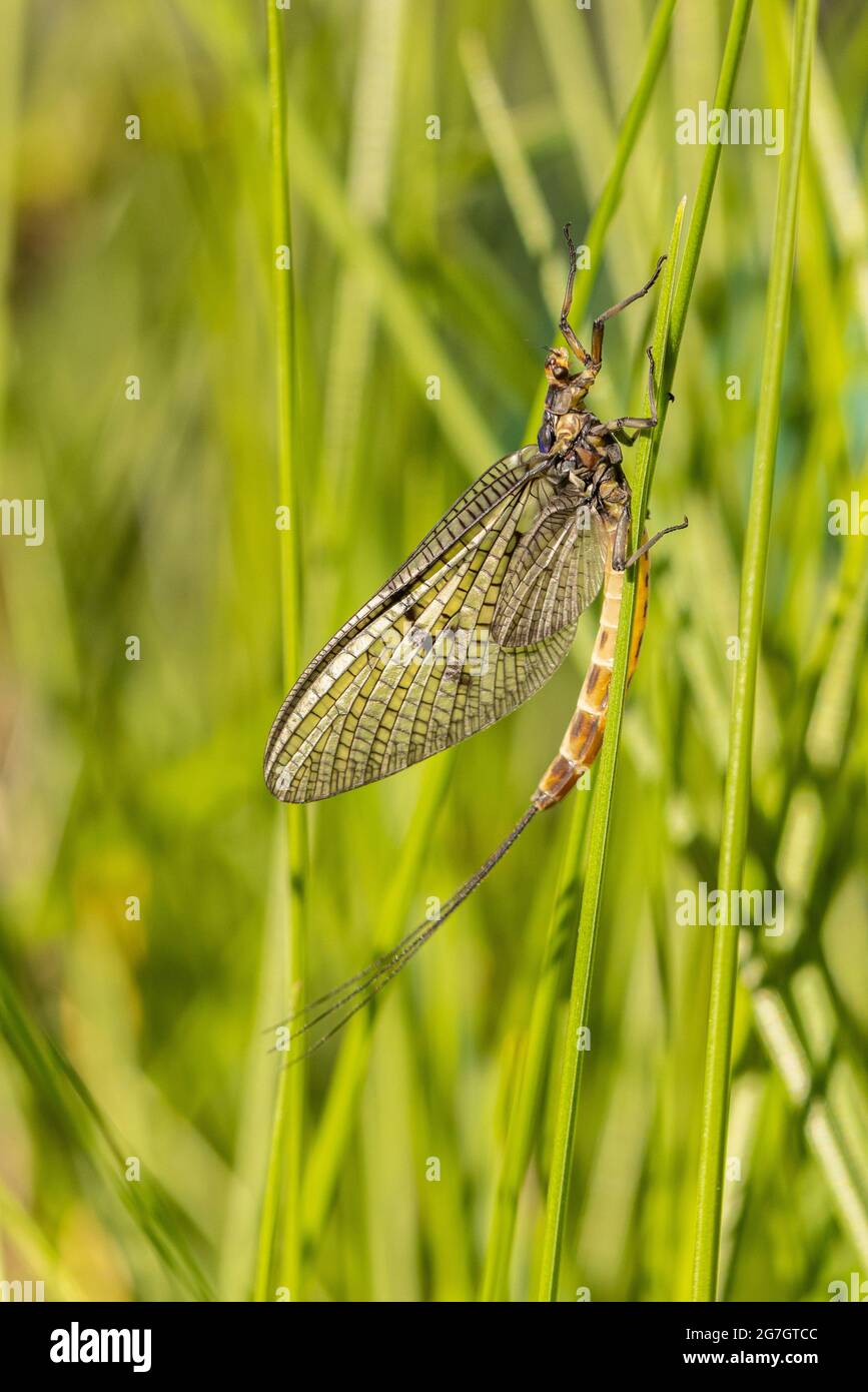 Common mayfly (Ephemera vulgata), Imago, Germany, Bavaria, Lake Chiemsee Stock Photo