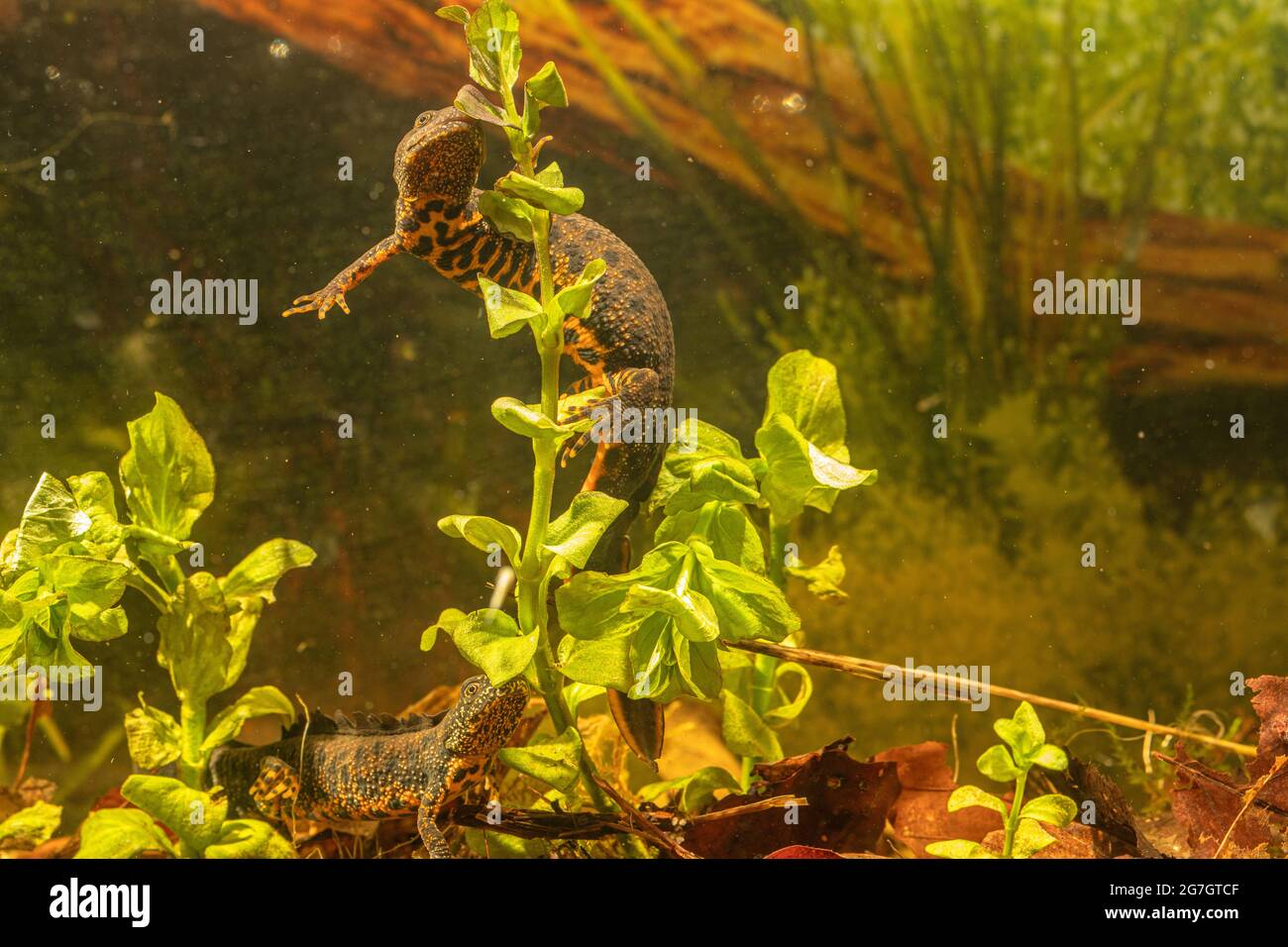 warty newt, crested newt, European crested newt (Triturus cristatus), female sticks an egg on a Lysimachia leaf, male in the back, Germany Stock Photo