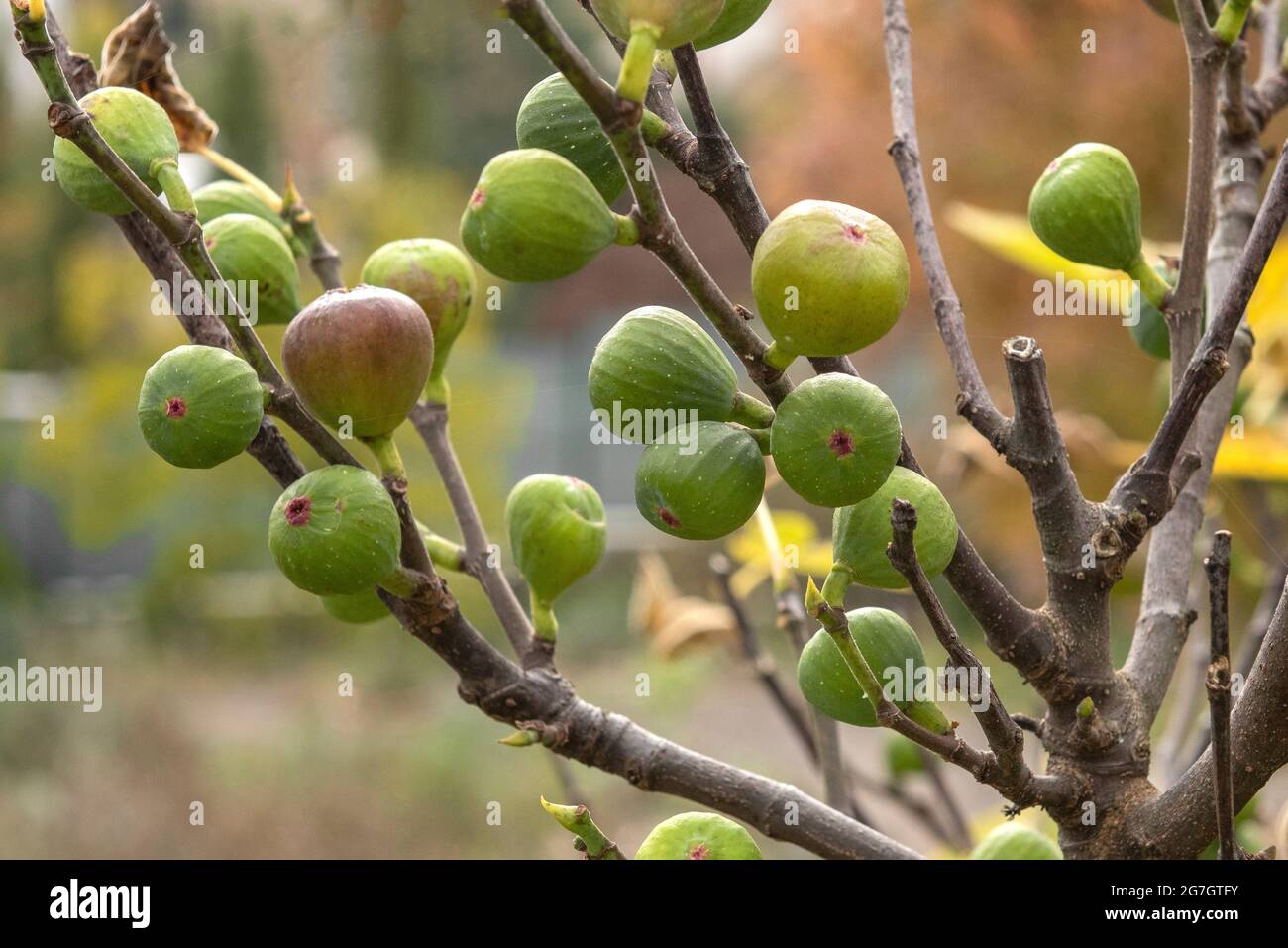 Edible fig, Common fig, Figtree (Ficus carica 'Brown Turkey', Ficus carica Brown Turkey), figs on a tree, cultivar Brown Turkey Stock Photo