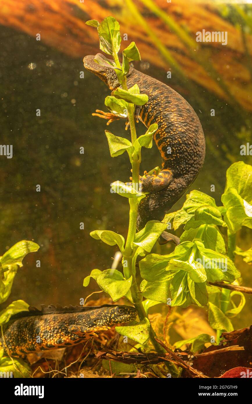 warty newt, crested newt, European crested newt (Triturus cristatus), female sticks an egg on a Lysimachia leaf, male in the back, Germany Stock Photo