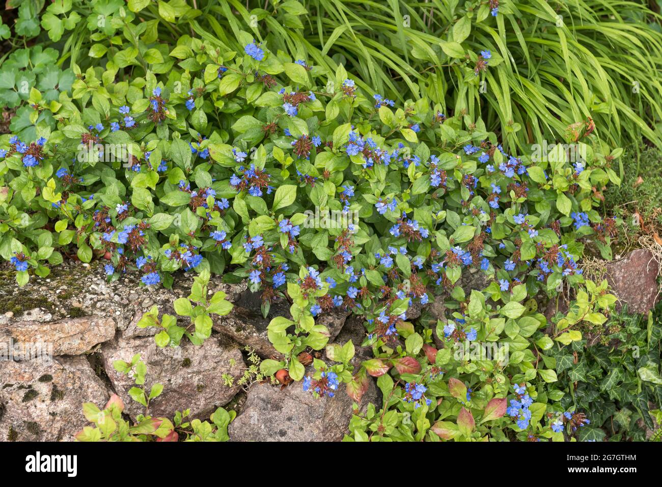 plumbago (Ceratostigma plumbaginoides), blooming, Germany Stock Photo