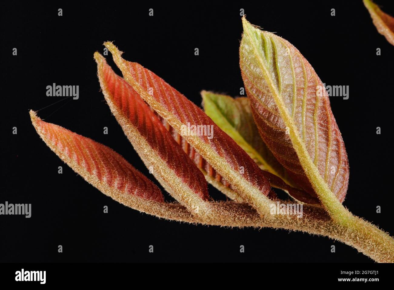 walnut (Juglans regia), shooting leaf against black background Stock Photo