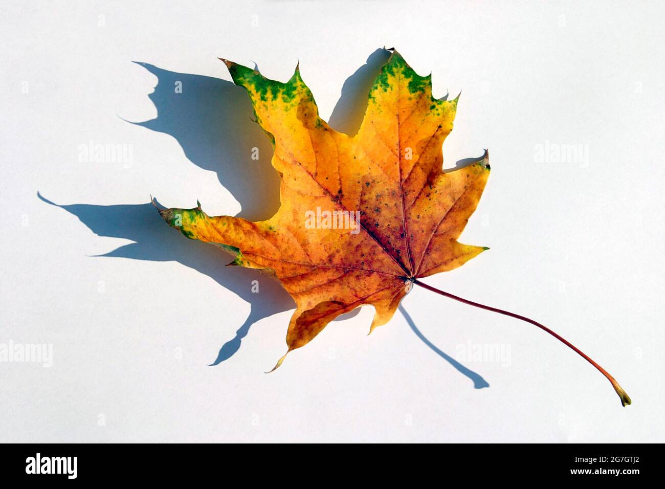 Norway Maple Acer Platanoides Autumn Maple Leaf With Shadow Cut Out Stock Photo Alamy Norway Maple Acer Platanoides Autumn Maple Leaf With Shadow Cut Out Stock Photo Alamy