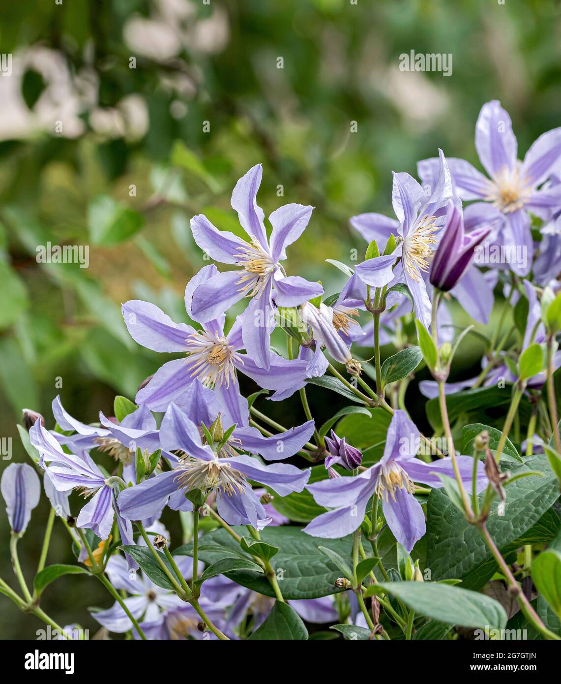 clematis, virgins-bower (Clematis 'Star River', Clematis Star River), flower, cultivar Star River Stock Photo