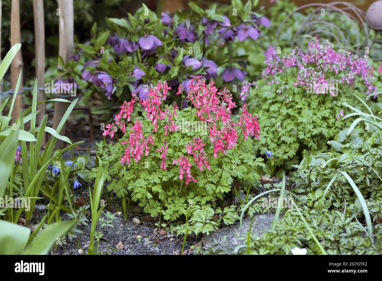 Solid-tubered corydalis, Bird in a Bush, Fumewort (Corydalis solida, Corydalis bulbosa, Fumaria bulbosa), in a garden, Germany Stock Photo