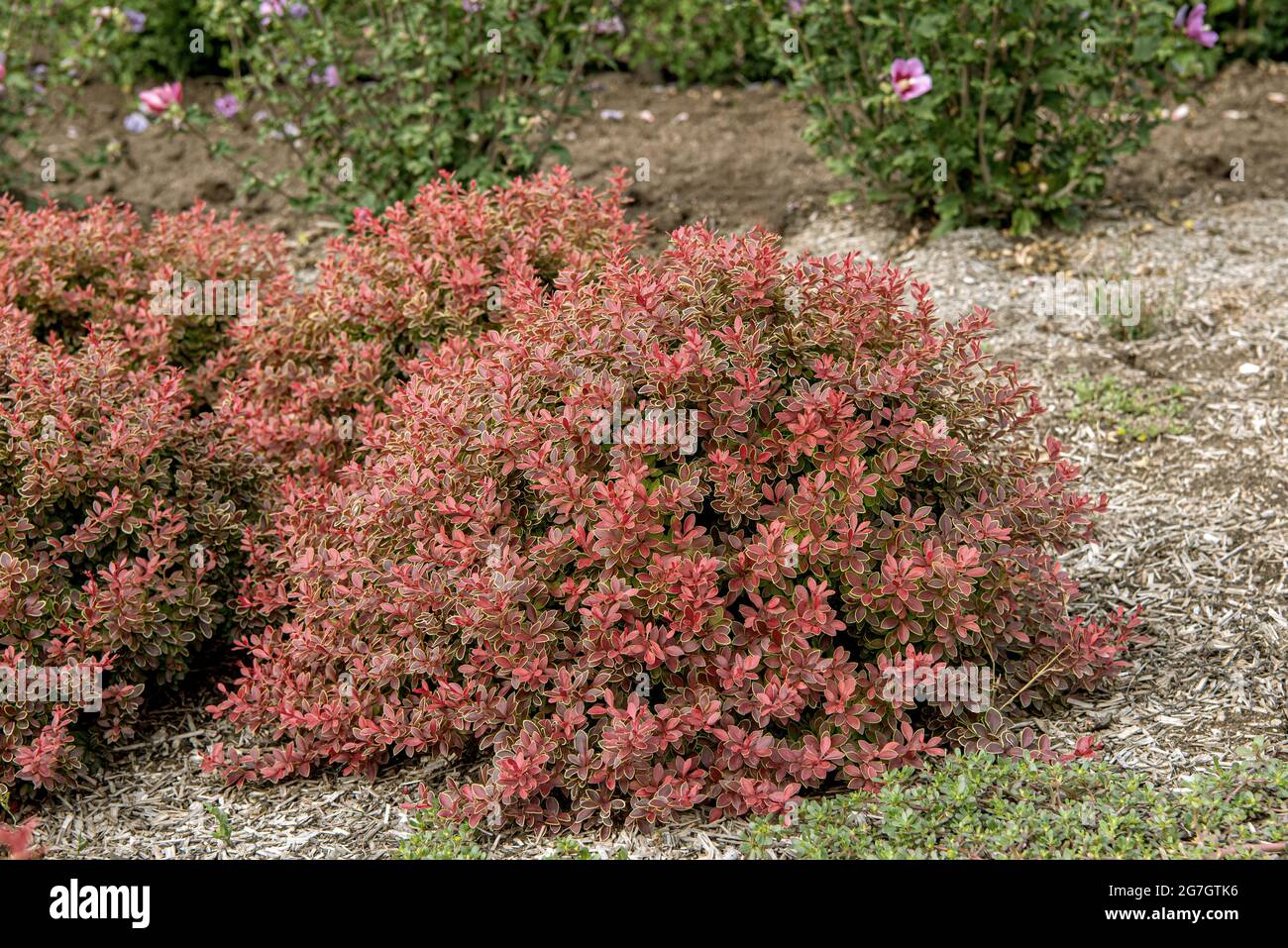 Japanese barberry (Berberis thunbergii 'Admiration', Berberis thunbergii Admiration), cultivar Admiration Stock Photo