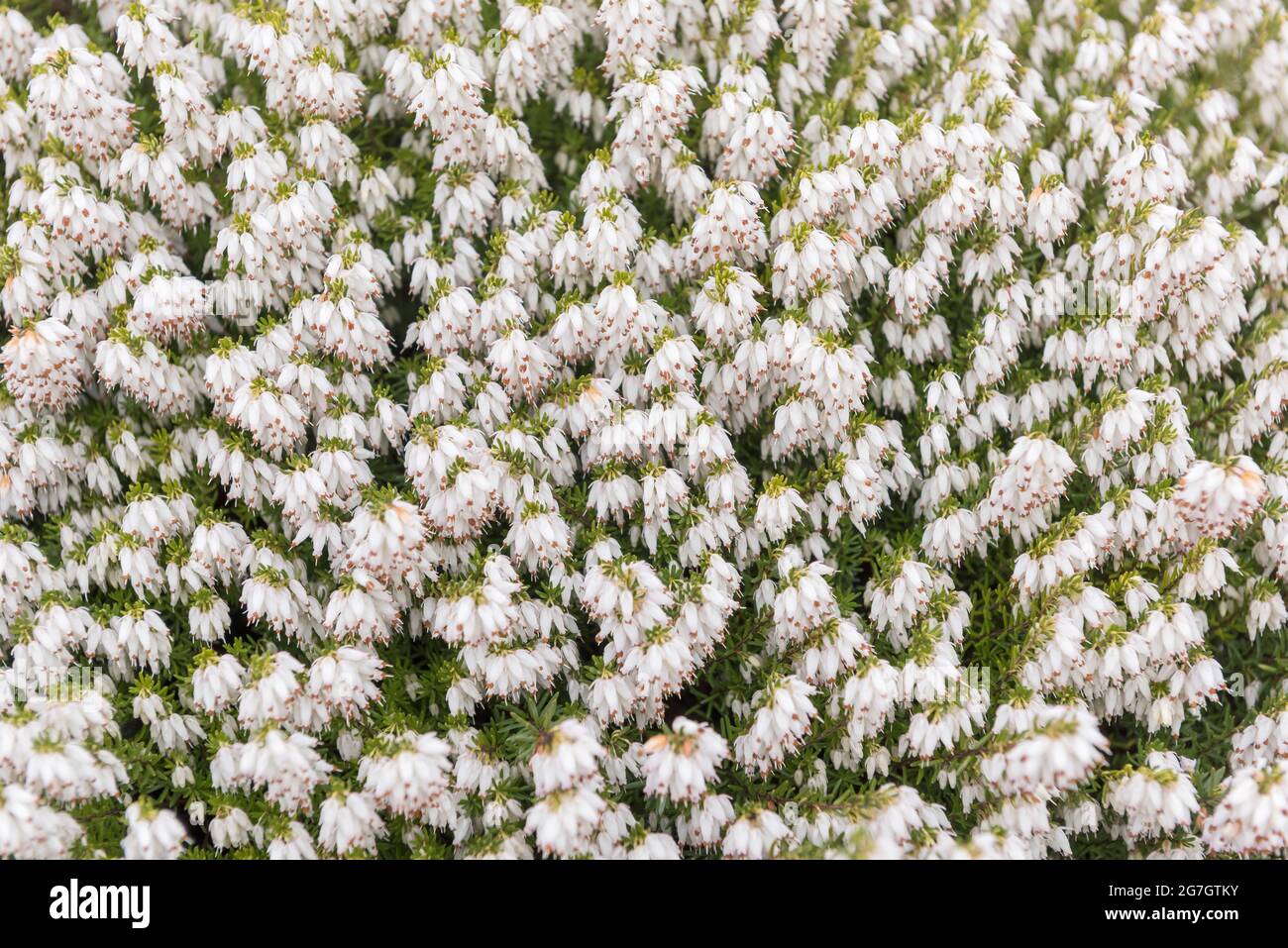 spring heath (Erica herbacea 'Snow Queen', Erica herbacea Snow Queen, Erica carnea), blooming, cultivar Snow Queen Stock Photo