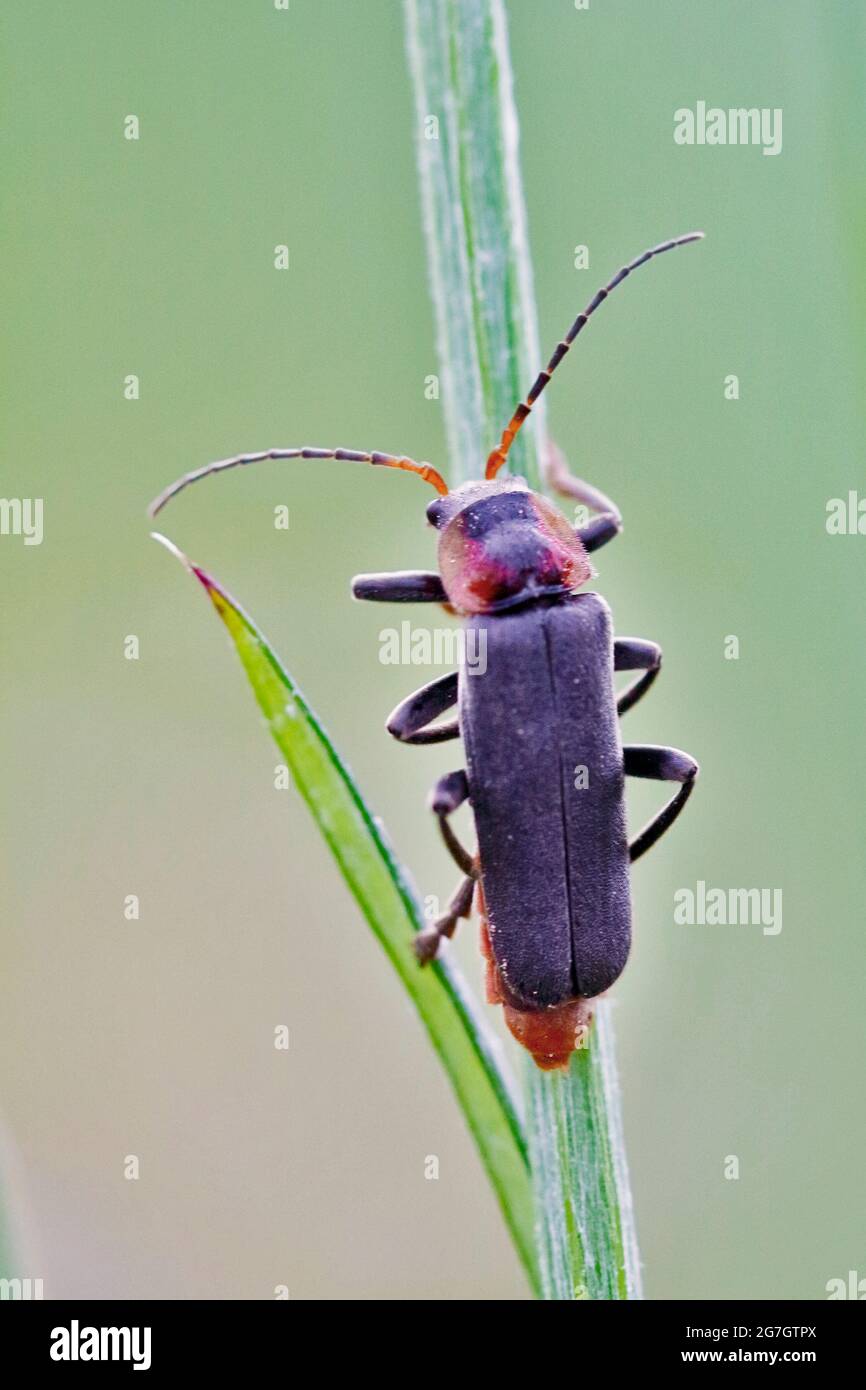 common cantharid, common soldier beetle (Cantharis fusca), sitting on a blade of grass, Germany, North Rhine-Westphalia Stock Photo