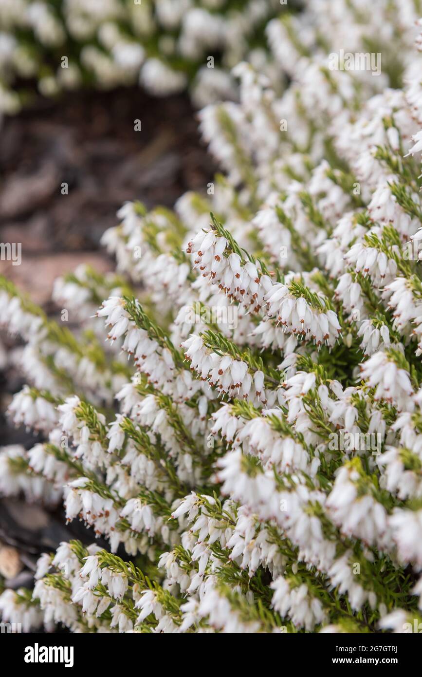 spring heath (Erica herbacea 'Weisse March Seedling', Erica herbacea Weisse March Seedling, Erica carnea), blooming, cultivar Snow Queen Stock Photo
