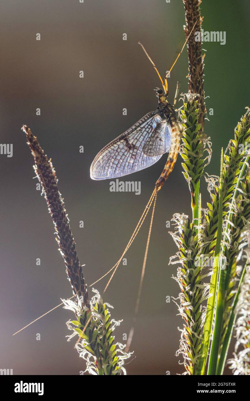 Imago Mayfly Hi Res Stock Photography And Images Alamy Common Mayfly Ephemera Vulgata Imago Male Germany Bavaria Lake Chiemsee 2G7GTXR