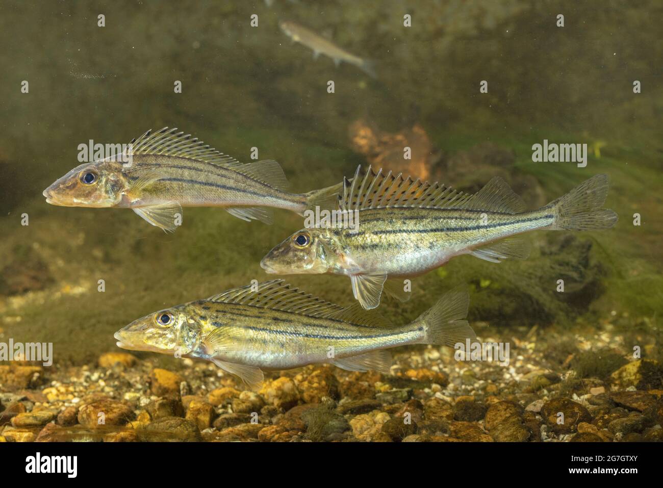 striped ruffe, schraetzer, Danube ruffe (Gymnocephalus schraetzer, Gymnocephalus schraetser), two females ready for spawning with a male, Germany Stock Photo