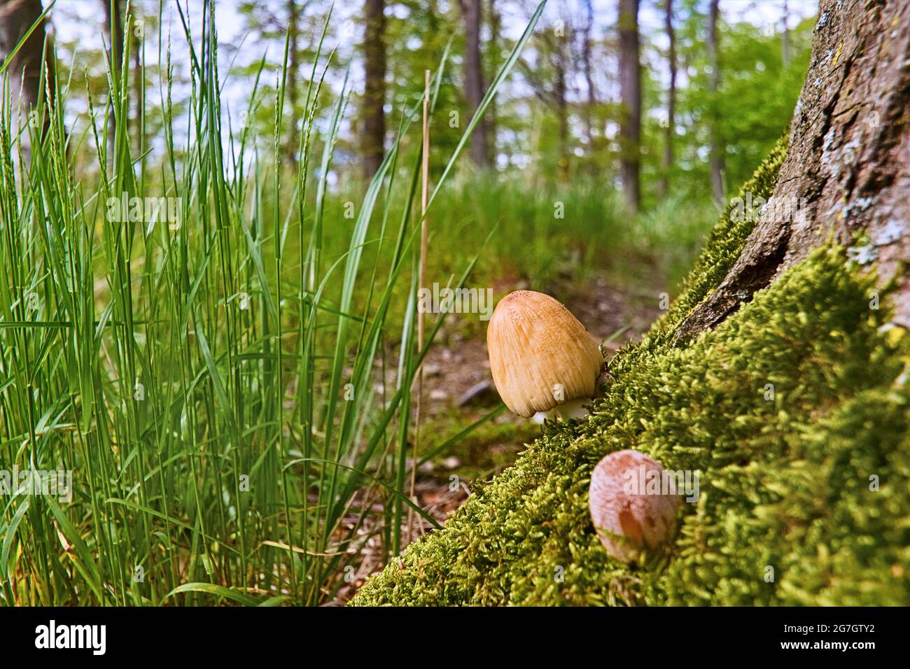 glistening inkcap (Coprinus micaceus), two fruiting bodies at the root of a tree, Germany, North Rhine-Westphalia Stock Photo