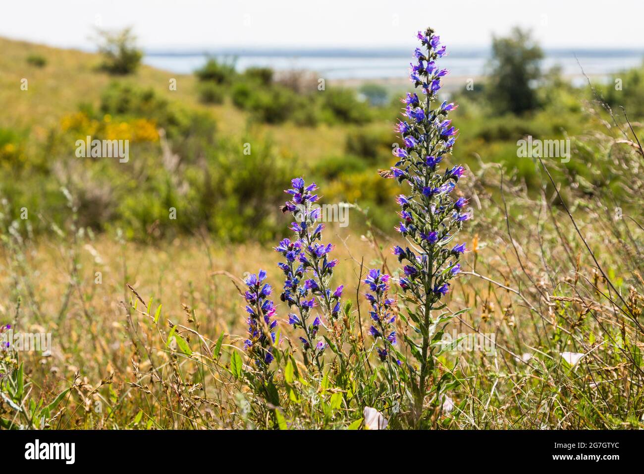 blueweed, blue devil, viper's bugloss, common viper's-bugloss (Echium vulgare), blooming in coastal landscape, Germany, Hiddensee Stock Photo