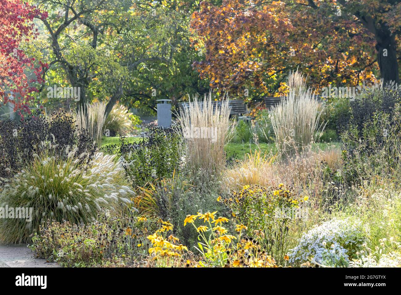 Calamagrostis stricta (Calamagrostis x acutiflora 'Karl Foerster', Calamagrostis x acutiflora Karl Foerster), in sunlight, cultivar Karl Foerster Stock Photo