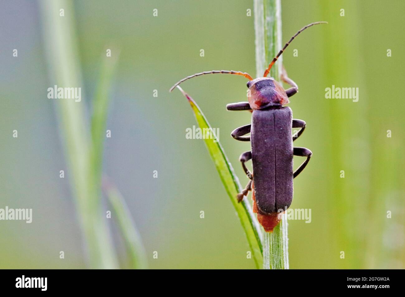 common cantharid, common soldier beetle (Cantharis fusca), sitting on a blade of grass, Germany, North Rhine-Westphalia Stock Photo