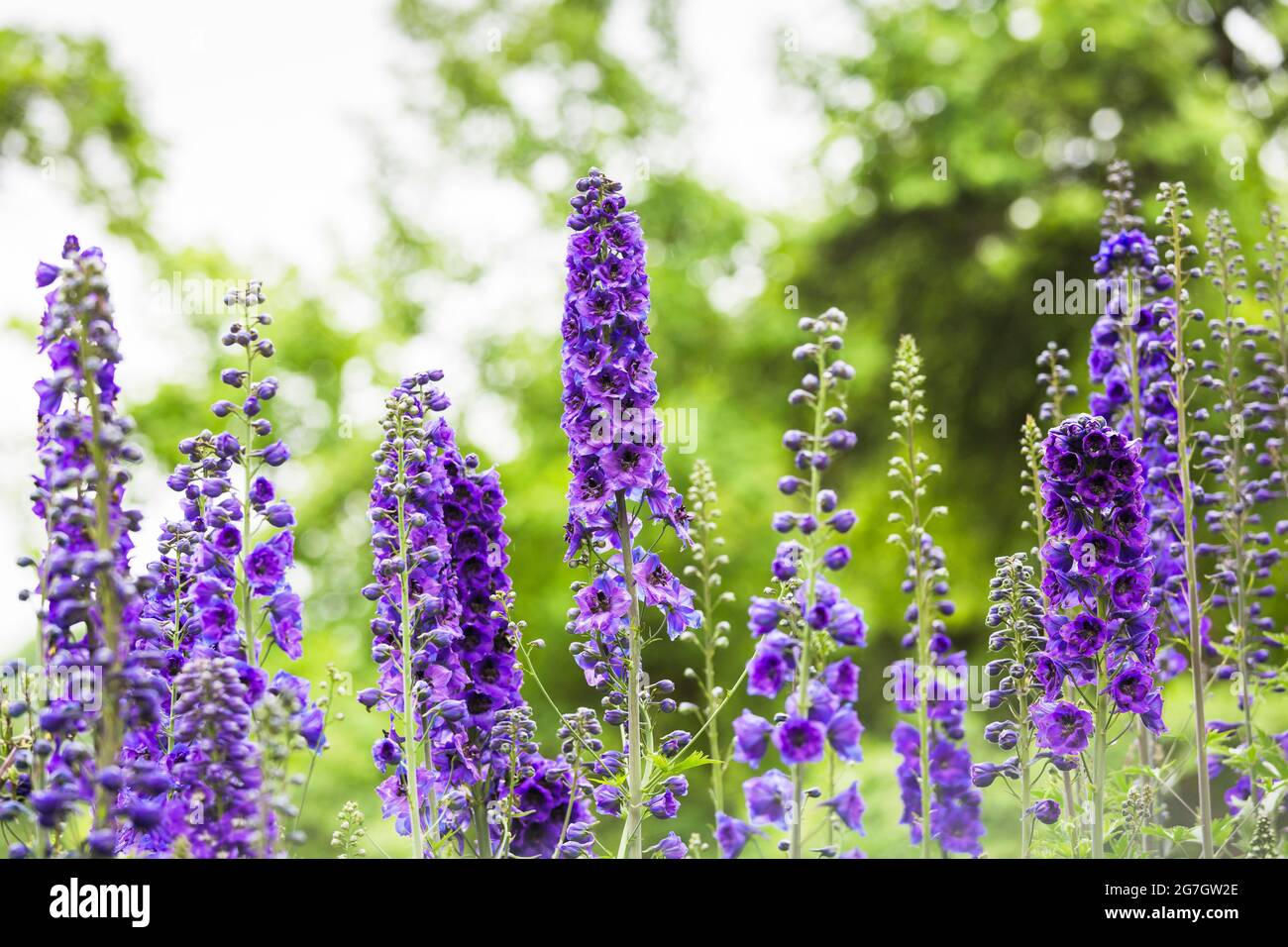 candle larkspur (Delphinium elatum), Several blooming Doubtful knight's-spurs, Germany Stock Photo