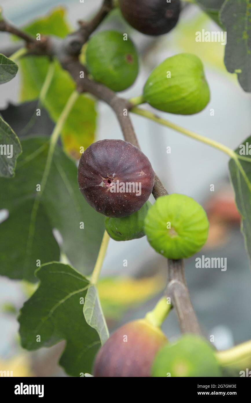Edible fig, Common fig, Figtree (Ficus carica 'Brown Turkey', Ficus carica Brown Turkey), figs on a tree, cultivar Brown Turkey, Austria Stock Photo