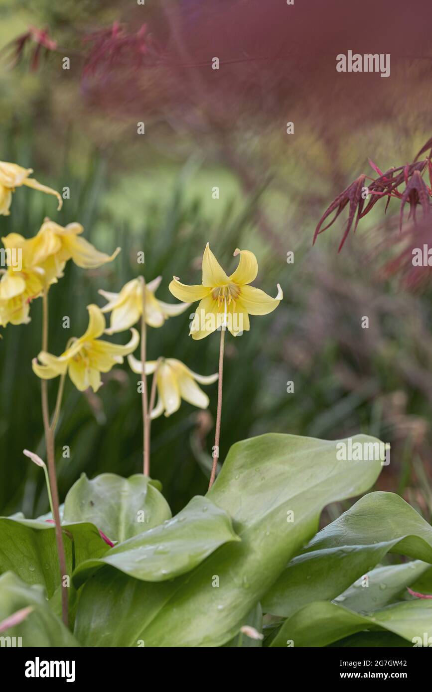 fawn lily, trout lily, dog's-tooth violet, adder's tongue (Erythronium 'Pagoda', Erythronium Pagoda), blooming, cultivar Pagoda Stock Photo