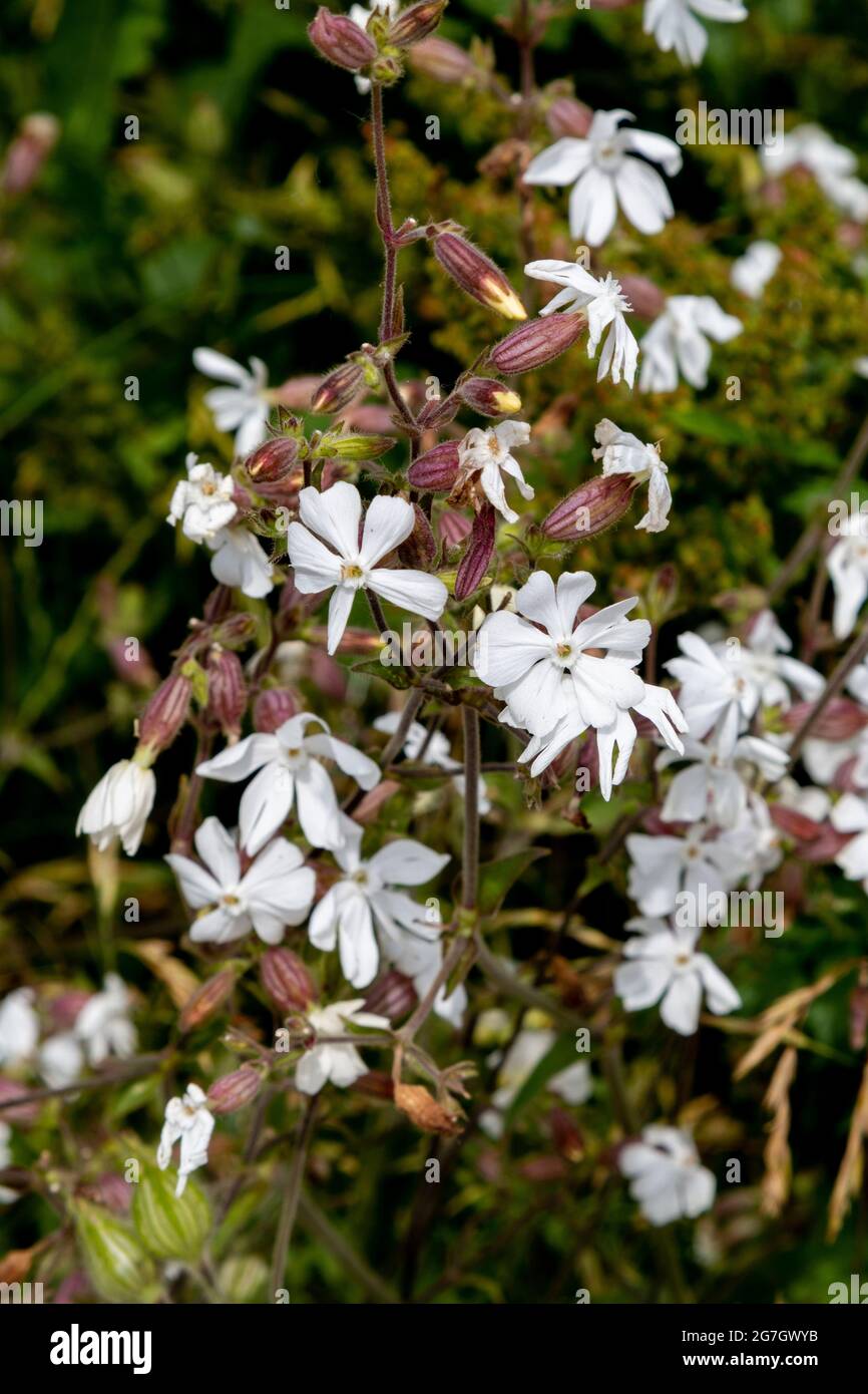 The White Campion (Silene latifolia) blooms in a hedgerow in summer in Cambridge, UK Stock Photo