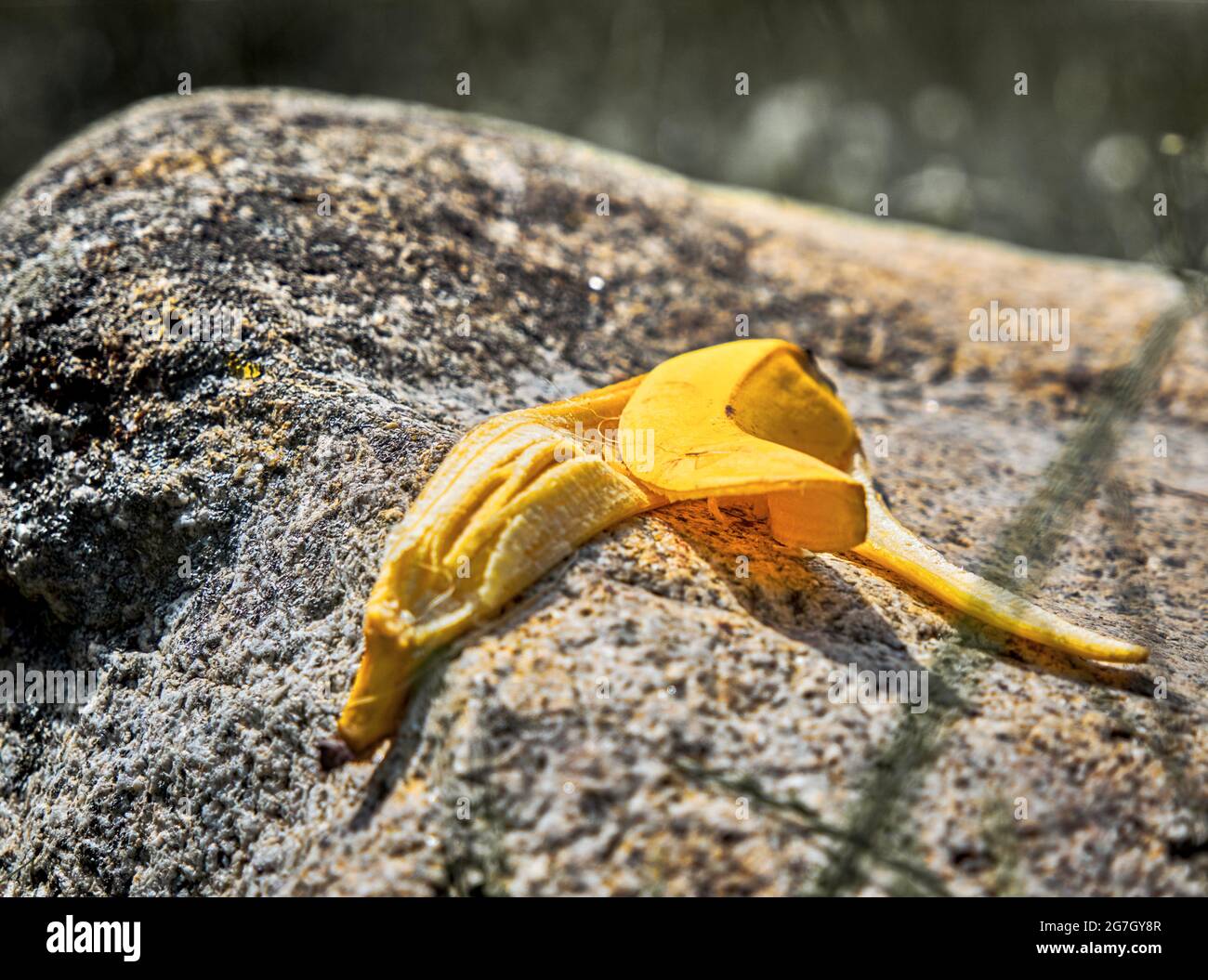 Carelessly discarded banana peel on a granite rock in nature, environmental pollution Stock Photo