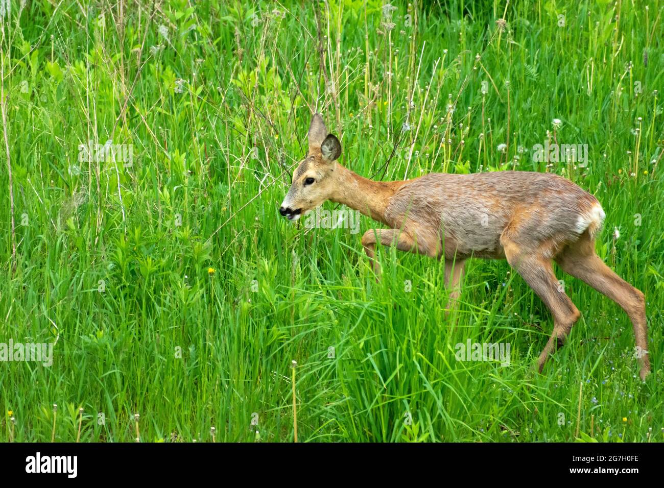 Young roe deer hi-res stock photography and images - Alamy
