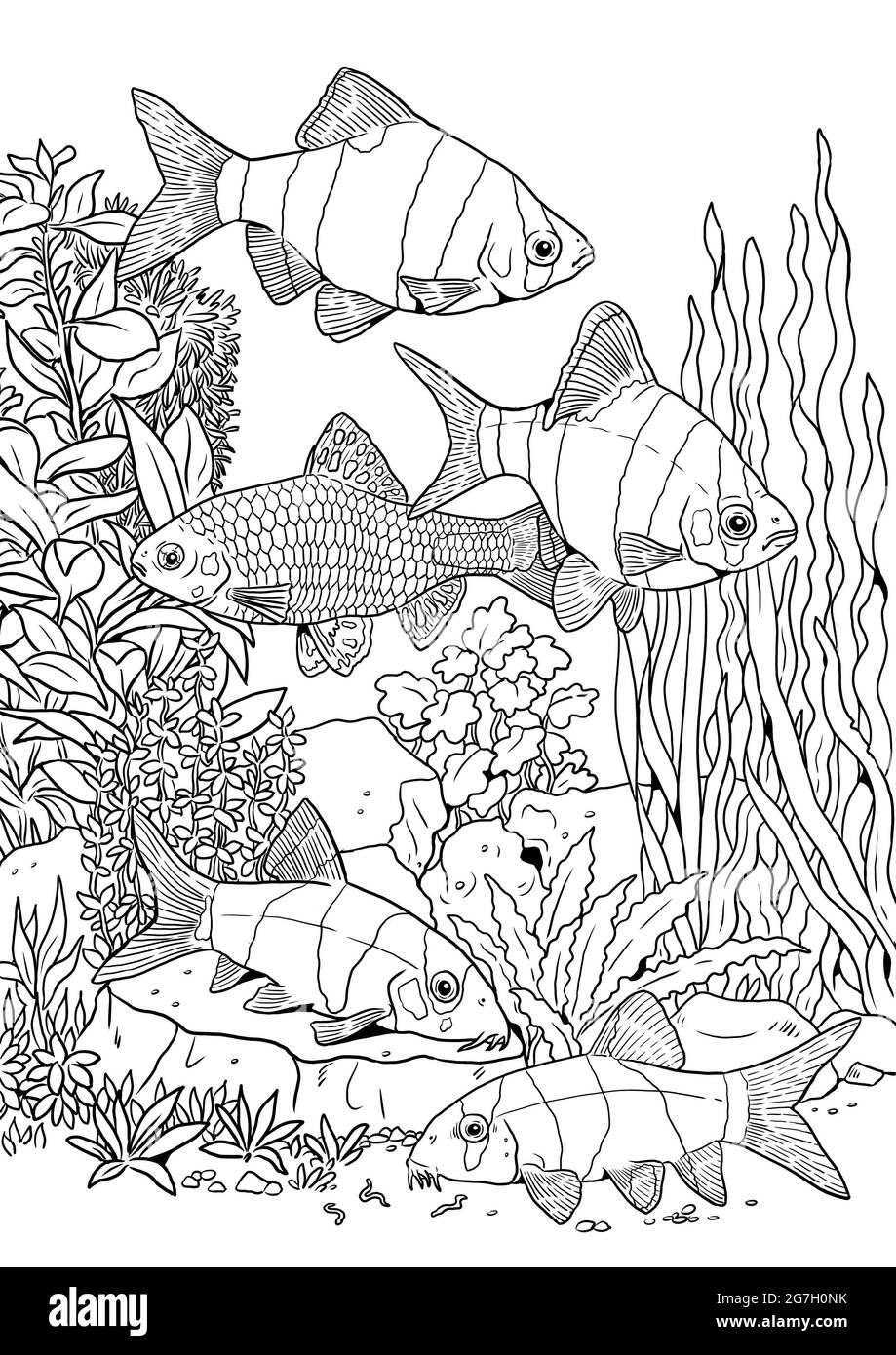 Sumatra barb and tiger botia for coloring. Colorful tropical fish templates. Coloring book for children and adults. Stock Photo