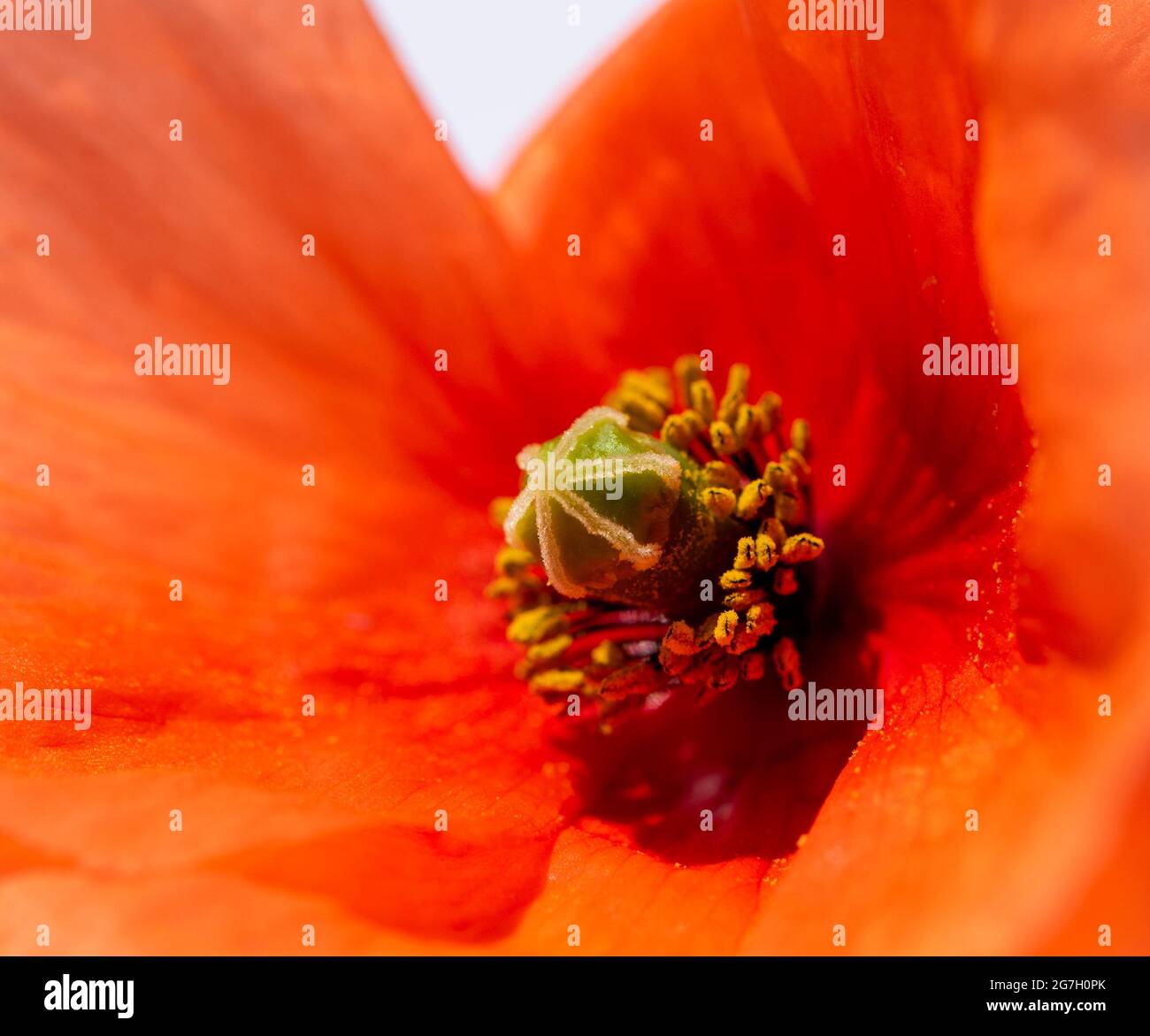 Red poppy close up macro detail Stock Photo