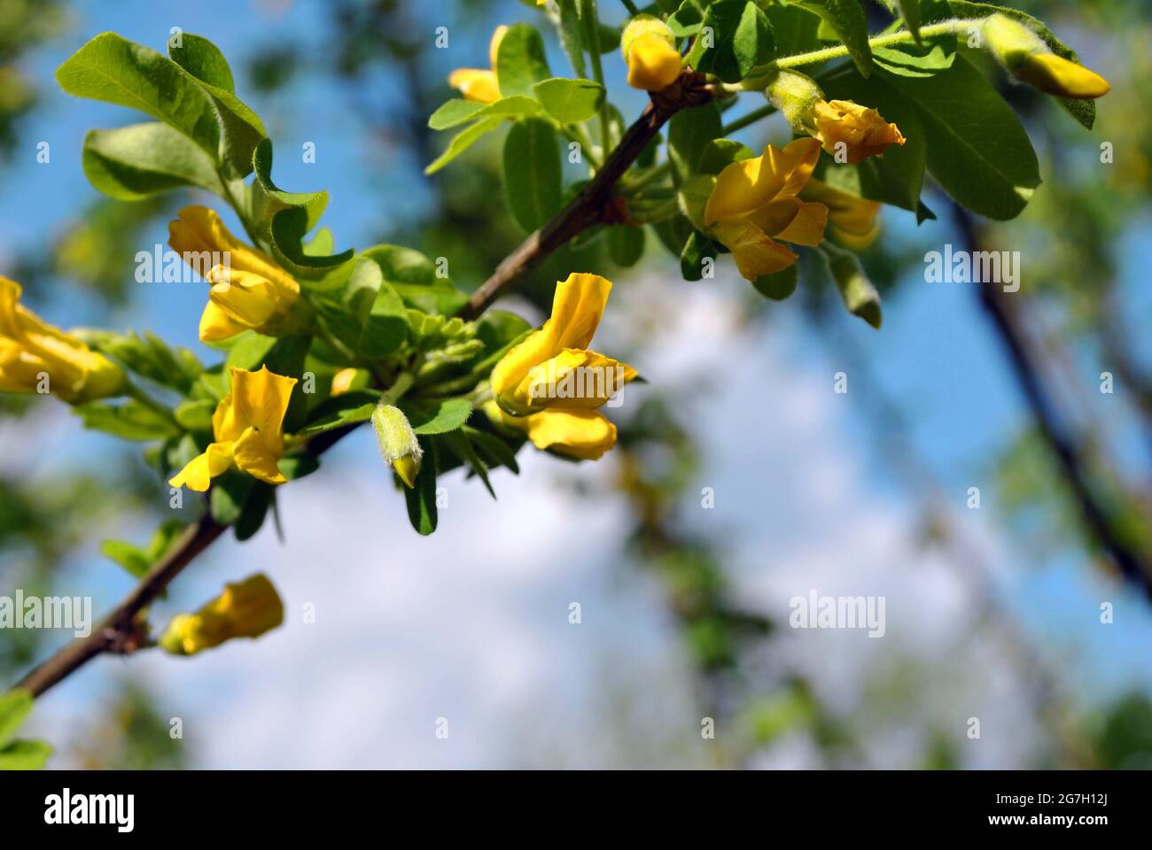 Caragana arborescens (Siberian peashrub, Siberian pea-tree, caragana) blossom on blue sky background, close up twig with flowers detail Stock Photo