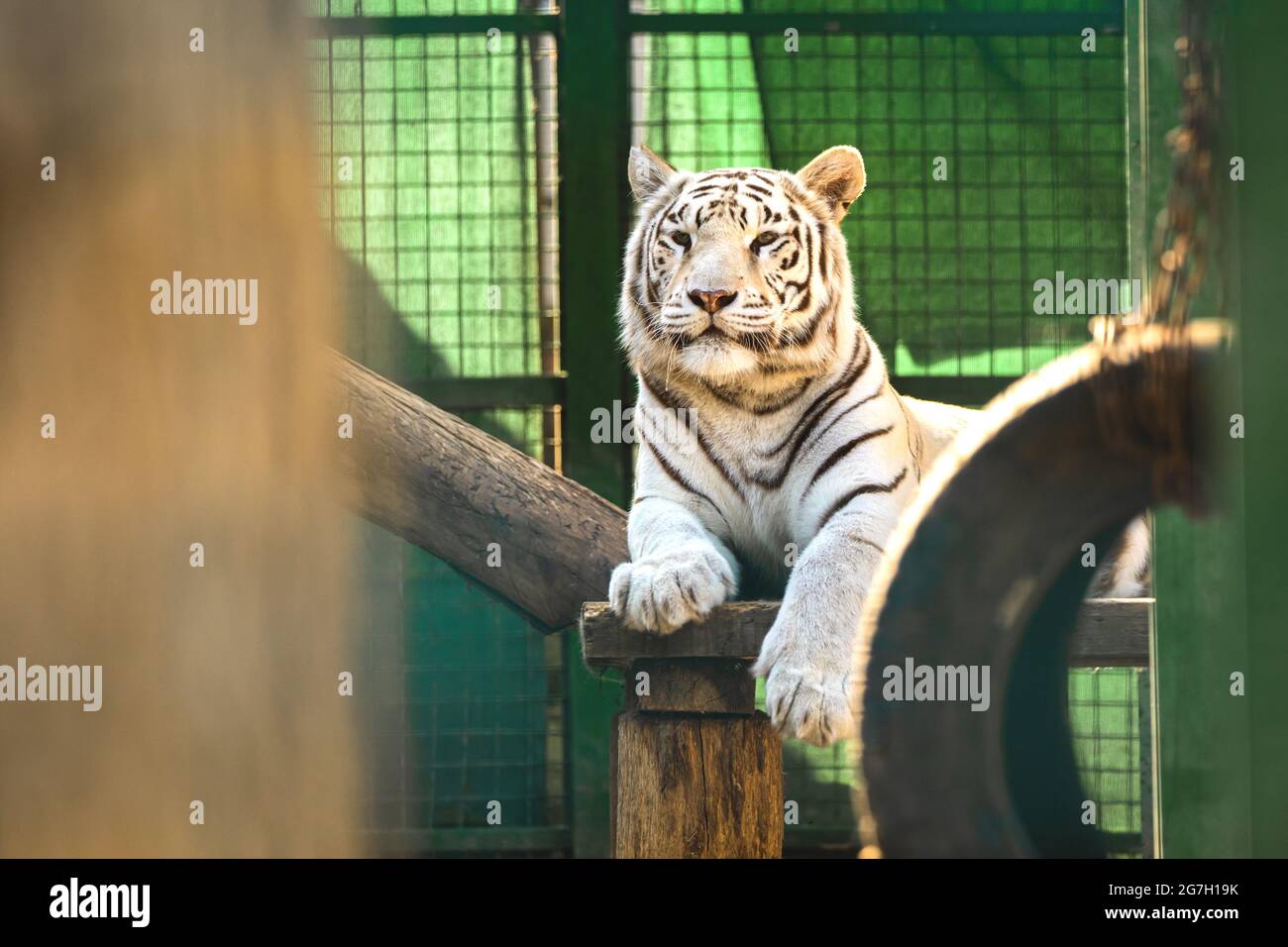 Portrait photo of white siberian tiger at zoo Stock Photo - Alamy